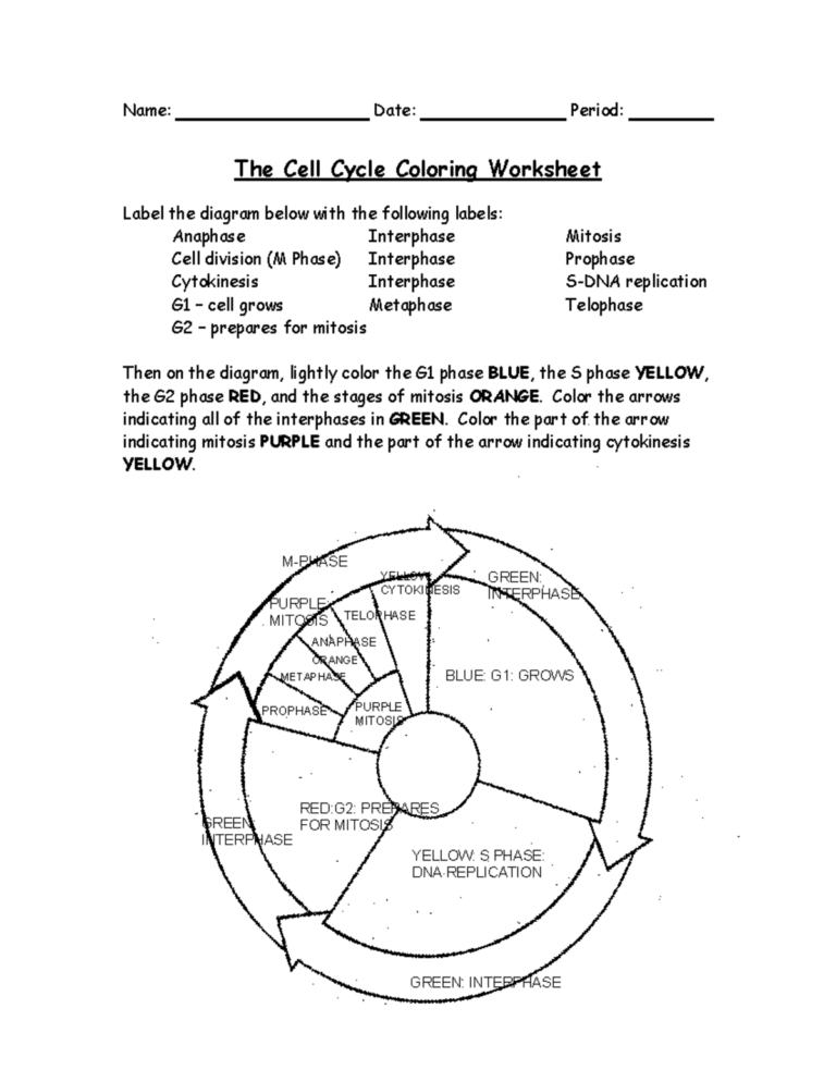 10 Cells Name Date Period The Cell Cycle Coloring Worksheet Label The Diagram Below With The Studocu