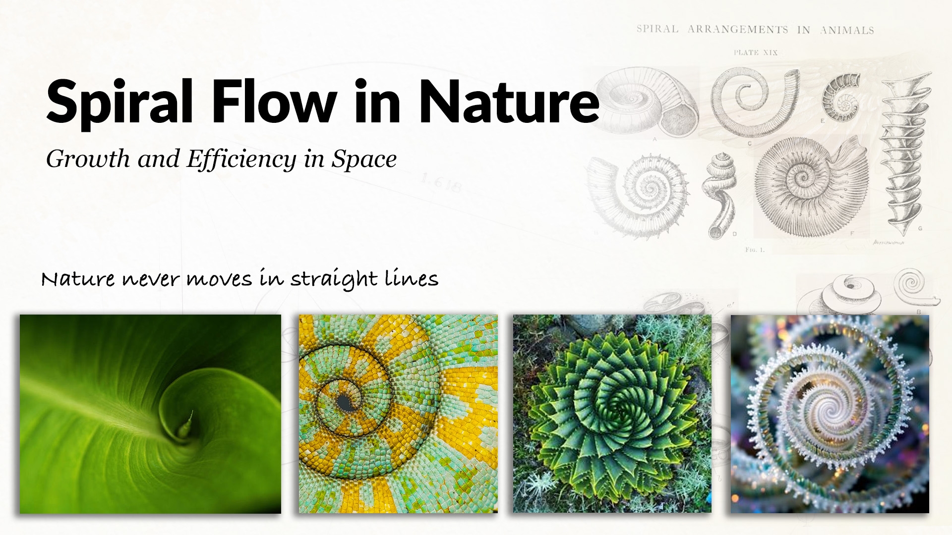 10 Patterns In Nature That Solve Design Problems 10 Patterns In Nature That Solve Design Problems
