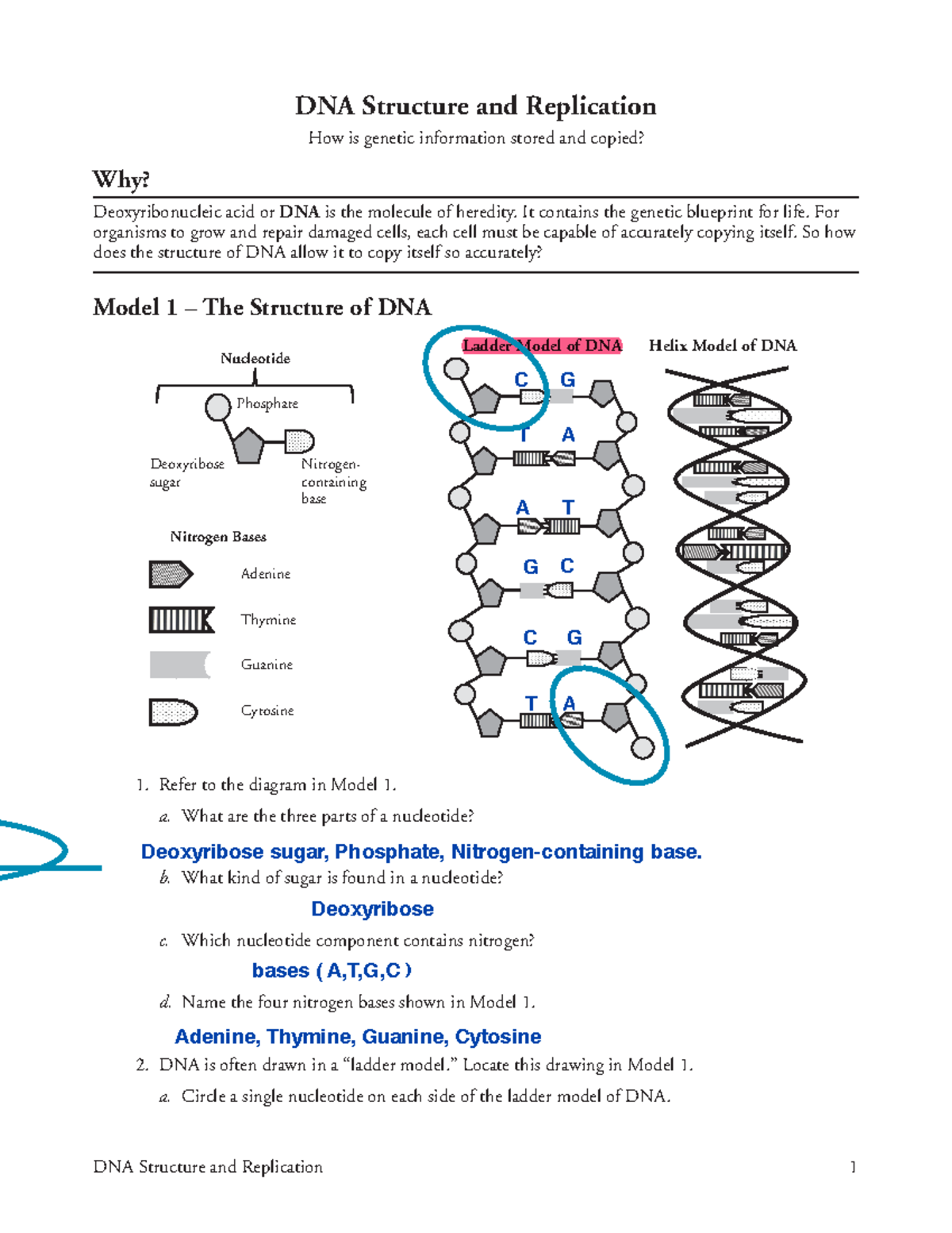 18 DNA Structure And Replication S It Contains The Genetic Blueprint For Life For Organisms To Studocu 18 DNA Structure And Replication S It Contains The Genetic Blueprint For Life For Organisms To Studocu