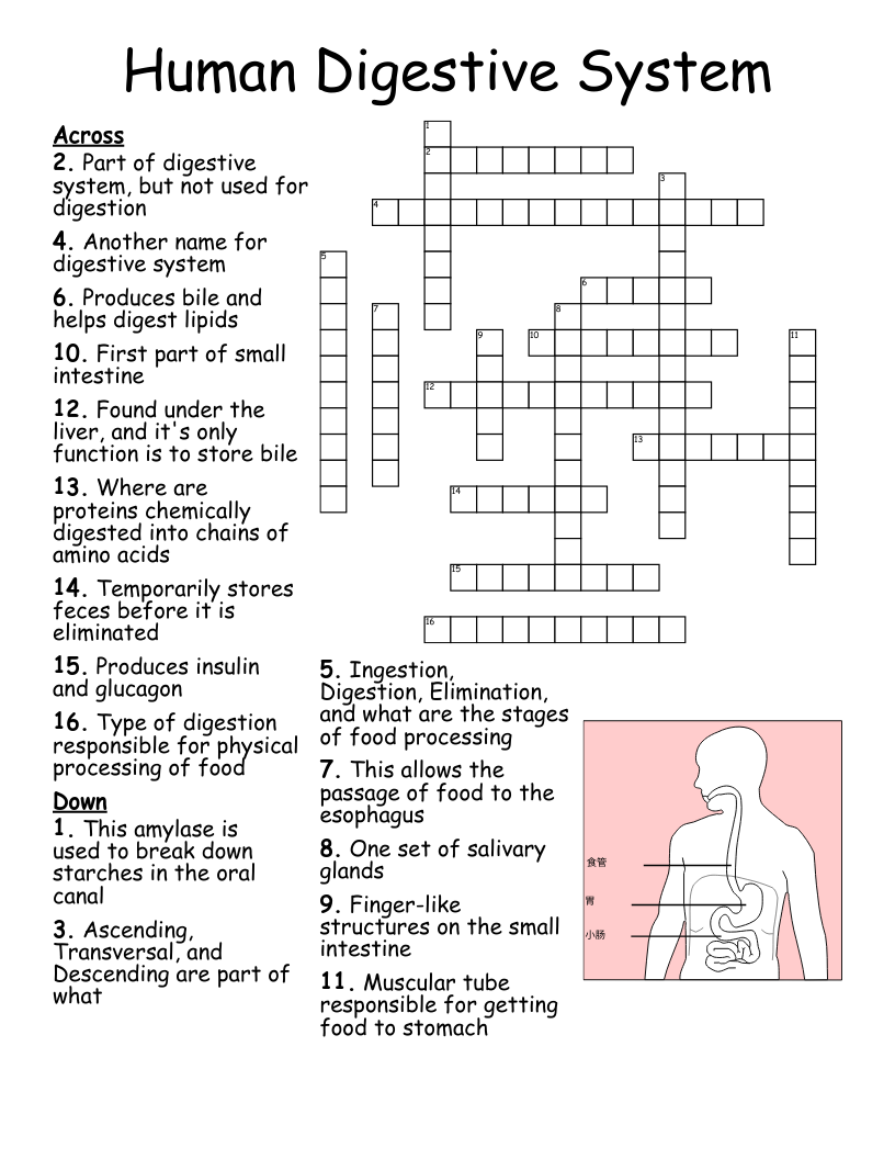 2 07 Digestive Medical Terminology Crossword WordMint 2 07 Digestive Medical Terminology Crossword WordMint