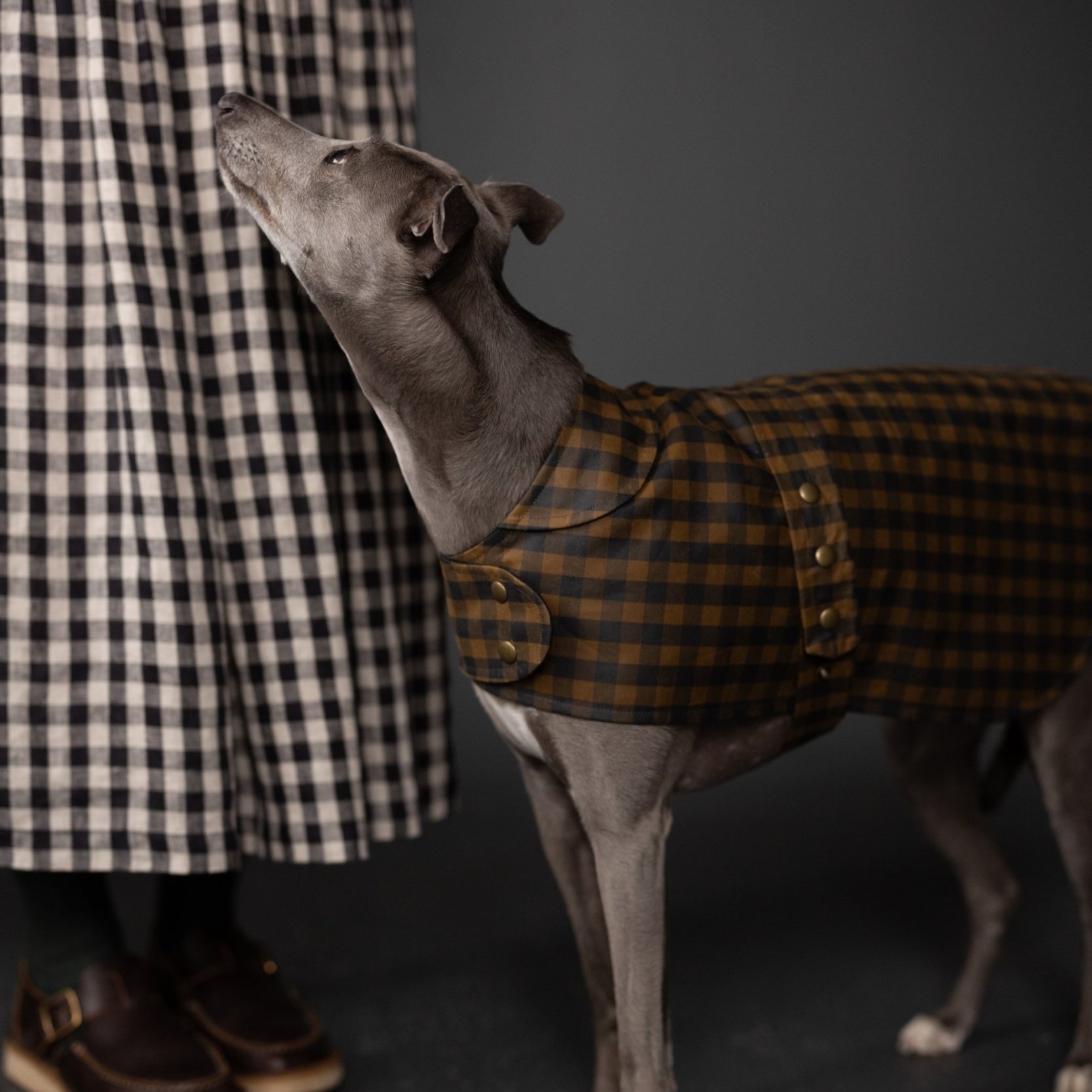 dog coat sewing pattern dog coat sewing pattern
