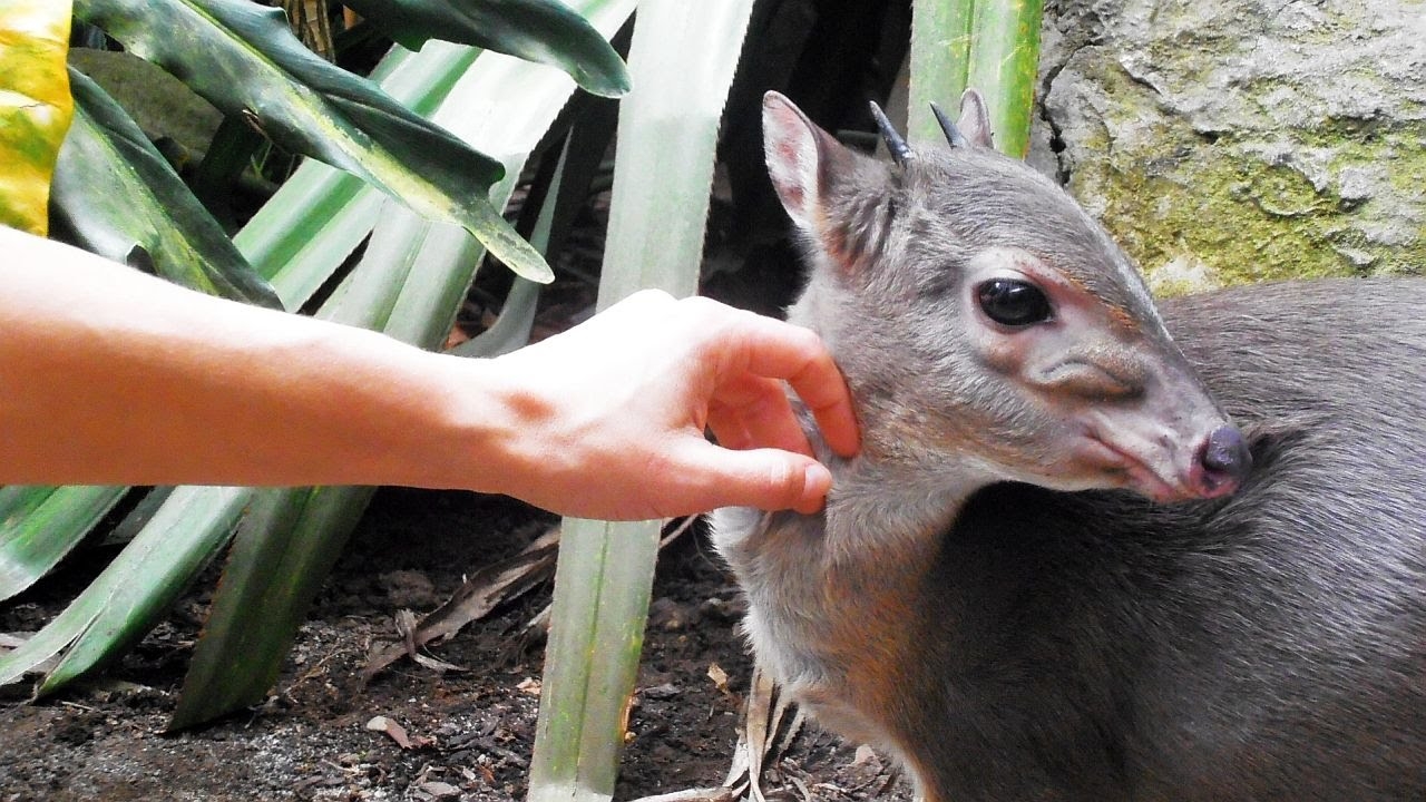 74 Types Of African Antelope And 56 Subspecies Full Guide Storyteller Travel 74 Types Of African Antelope And 56 Subspecies Full Guide Storyteller Travel