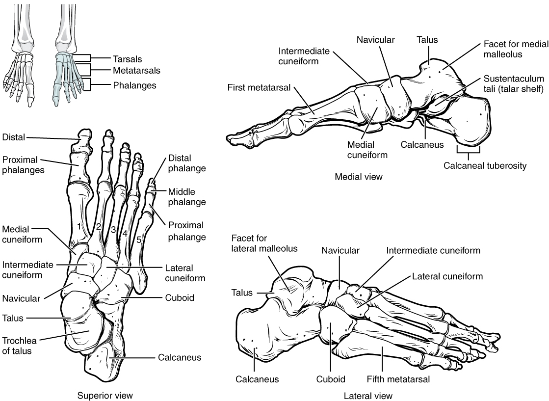 8 4 Bones Of The Lower Limb Anatomy Physiology