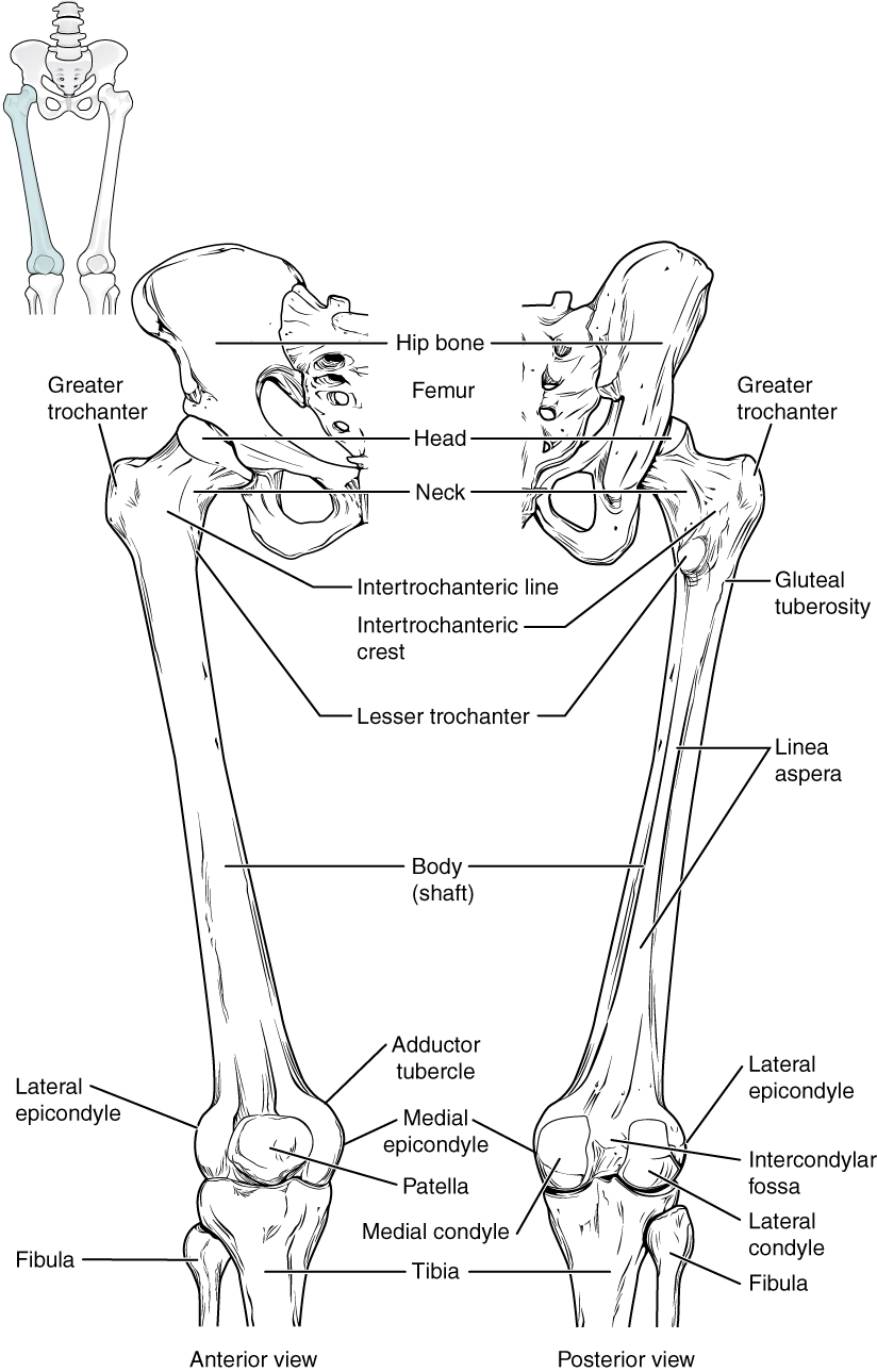 8 4 Bones Of The Lower Limb Anatomy Physiology