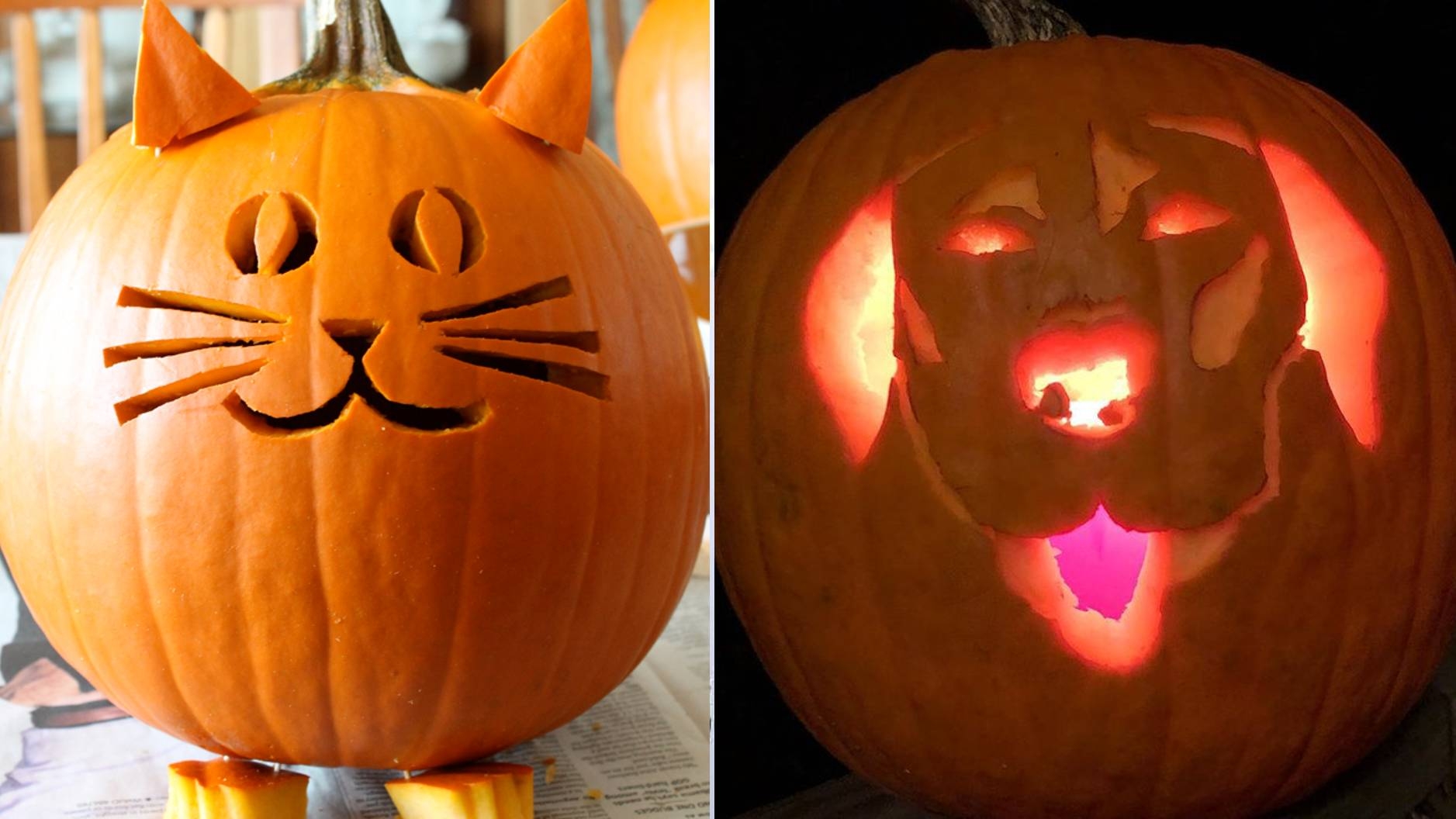 8 Spooktacular Cat And Dog Pumpkin Carving Ideas You Will Love This Halloween PetsRadar