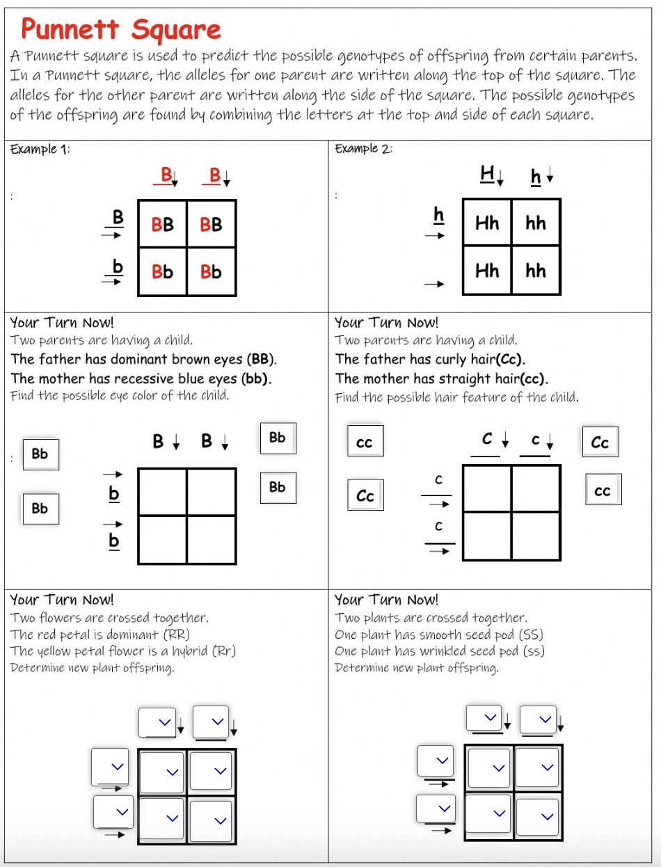 9 Hands On Worksheet Punnett Square Worksheet The Teach Simple Blog 9 Hands On Worksheet Punnett Square Worksheet The Teach Simple Blog