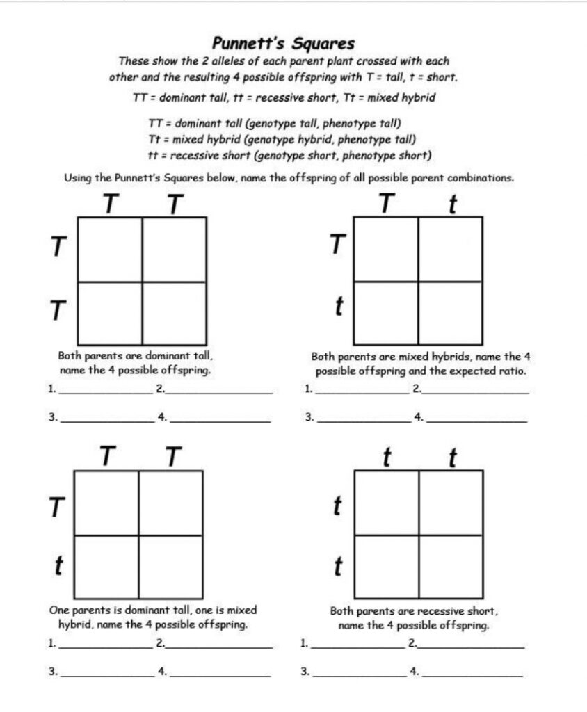 9 Hands On Worksheet Punnett Square Worksheet The Teach Simple Blog 9 Hands On Worksheet Punnett Square Worksheet The Teach Simple Blog