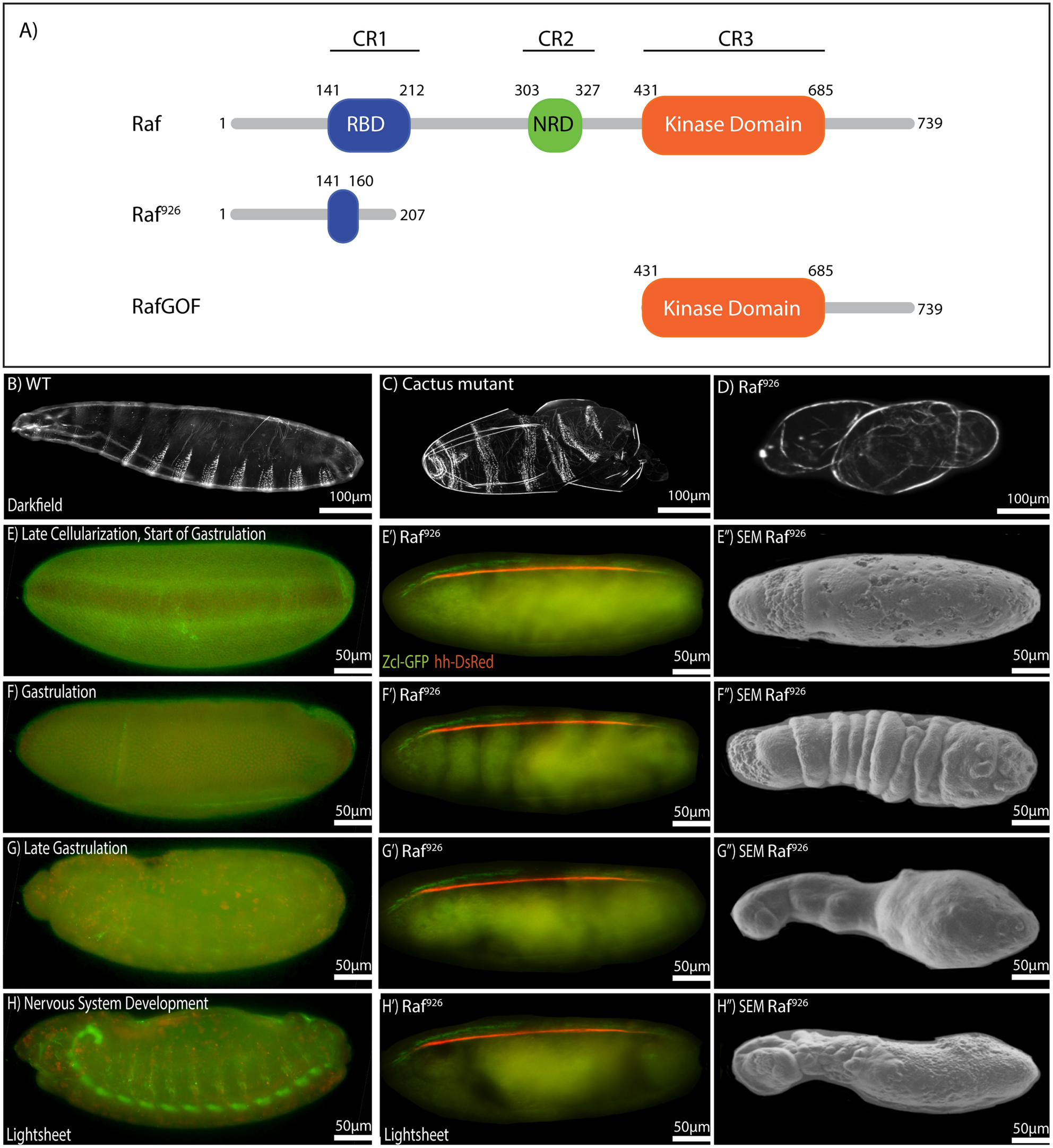 A Non canonical Raf Function Is Required For Dorsal ventral Patterning During Drosophila Embryogenesis Scientific Reports A Non canonical Raf Function Is Required For Dorsal ventral Patterning During Drosophila Embryogenesis Scientific Reports