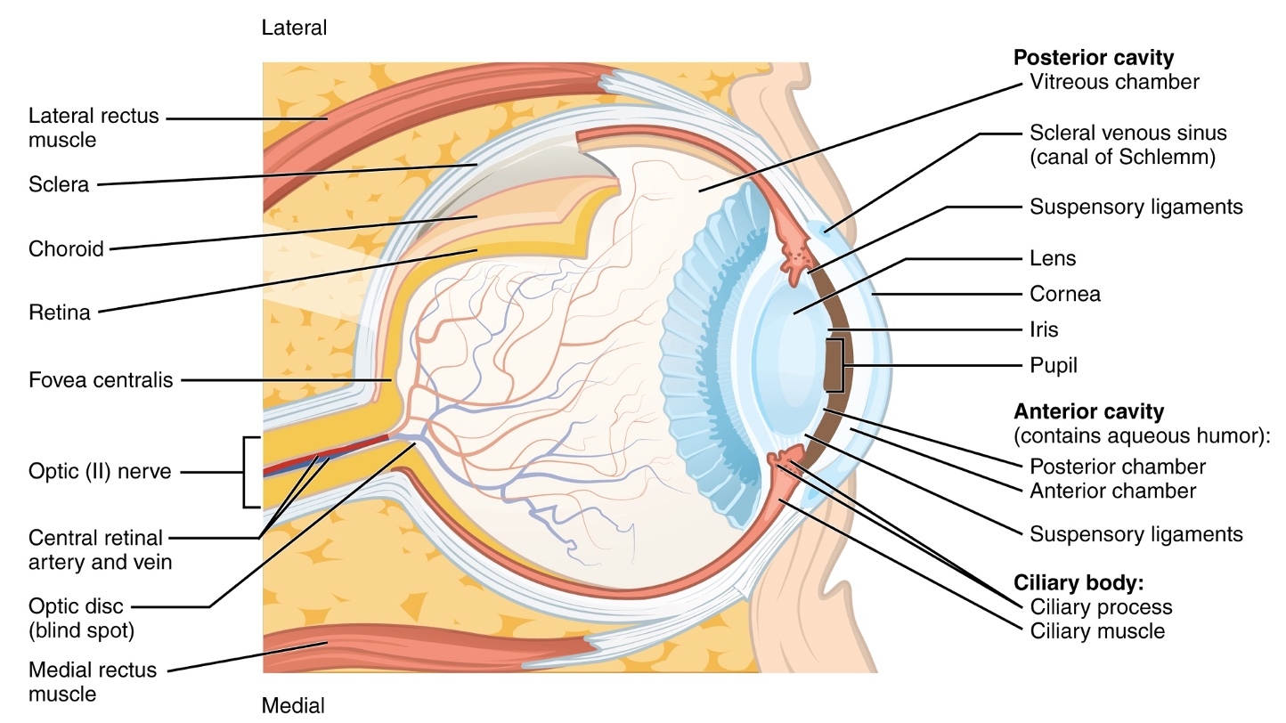 Aging And Vision The Occupational Therapy Role Article 5521 Aging And Vision The Occupational Therapy Role Article 5521