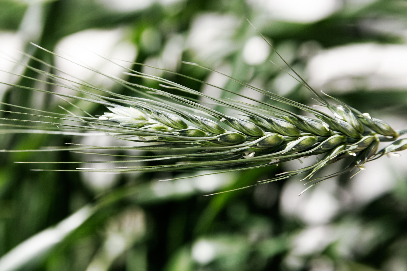 Awn botany Wikipedia Awn botany Wikipedia