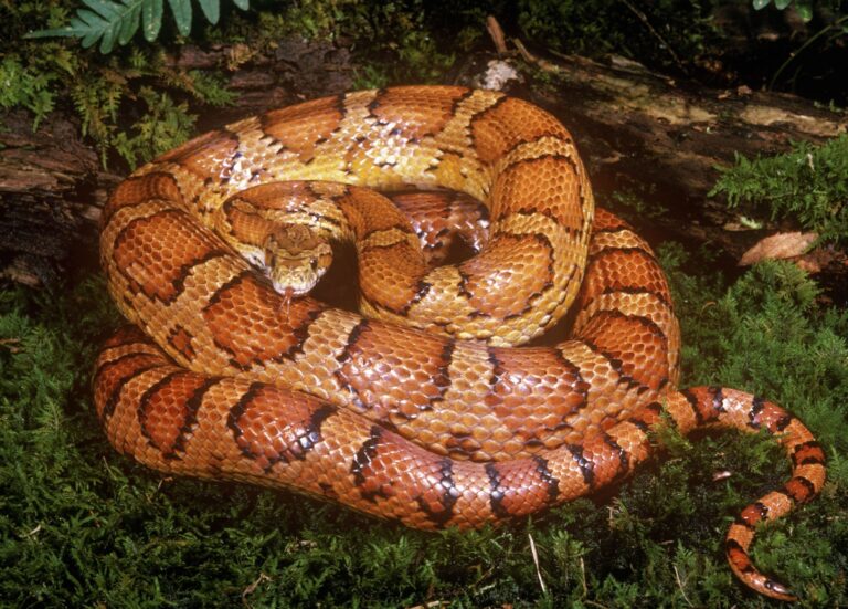 Belly Up Why Do Some Snakes Have Elaborate Belly Patterns National Geographic