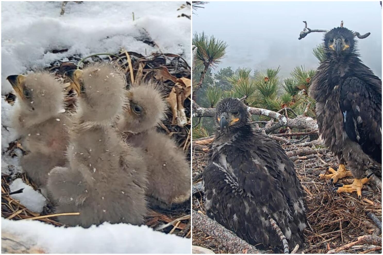 Big Bear Eaglets Get Ready To Fly See How They ve Grown Los Angeles Times Big Bear Eaglets Get Ready To Fly See How They ve Grown Los Angeles Times