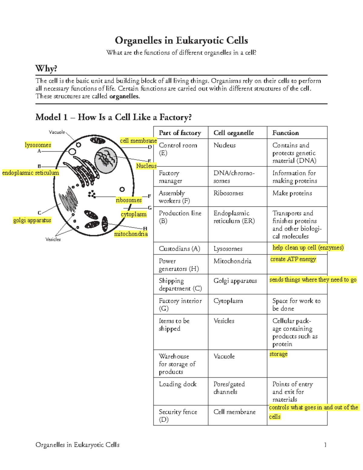 Biology 1 Organelles In Eukaryotic Cells Activity KEY Organelles In Eukaryotic Cells 1 Studocu Biology 1 Organelles In Eukaryotic Cells Activity KEY Organelles In Eukaryotic Cells 1 Studocu