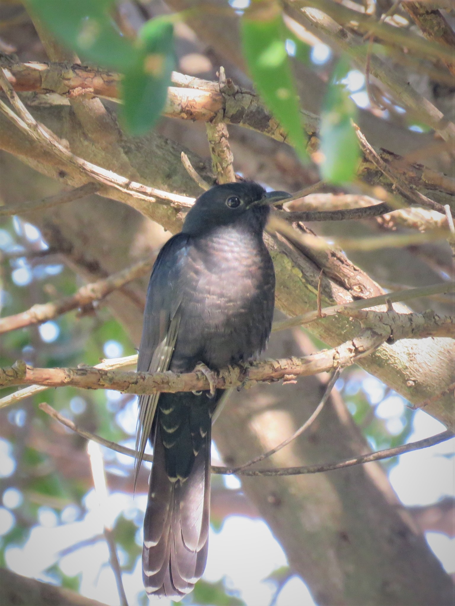 Black Cuckoo Wikipedia Black Cuckoo Wikipedia