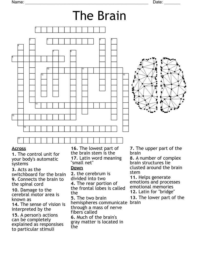 Brain Terms Fuctions Crossword WordMint Brain Terms Fuctions Crossword WordMint