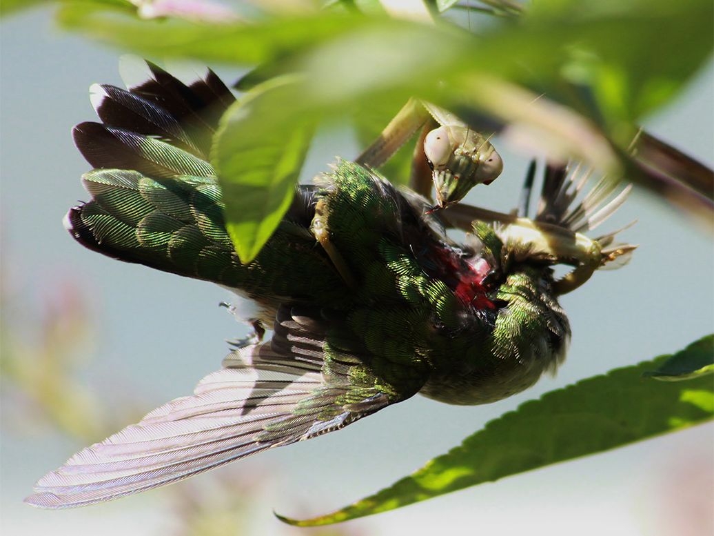 Bug Vs Bird Praying Mantises Feast On Feathered Prey Live Science Bug Vs Bird Praying Mantises Feast On Feathered Prey Live Science