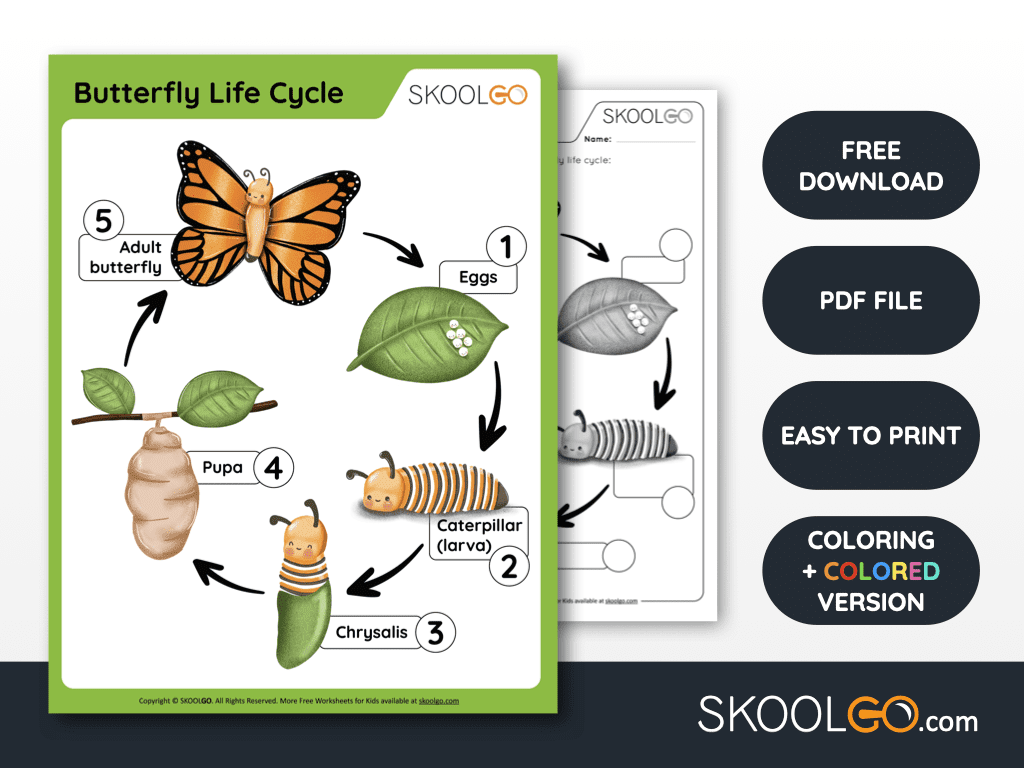 Butterfly Life Cycle Free Worksheet SKOOLGO Butterfly Life Cycle Free Worksheet SKOOLGO