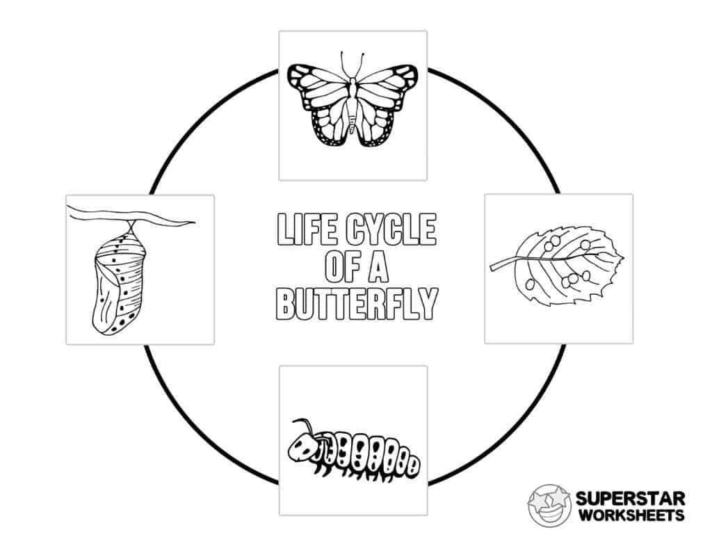 butterflies life cycle worksheet butterflies life cycle worksheet