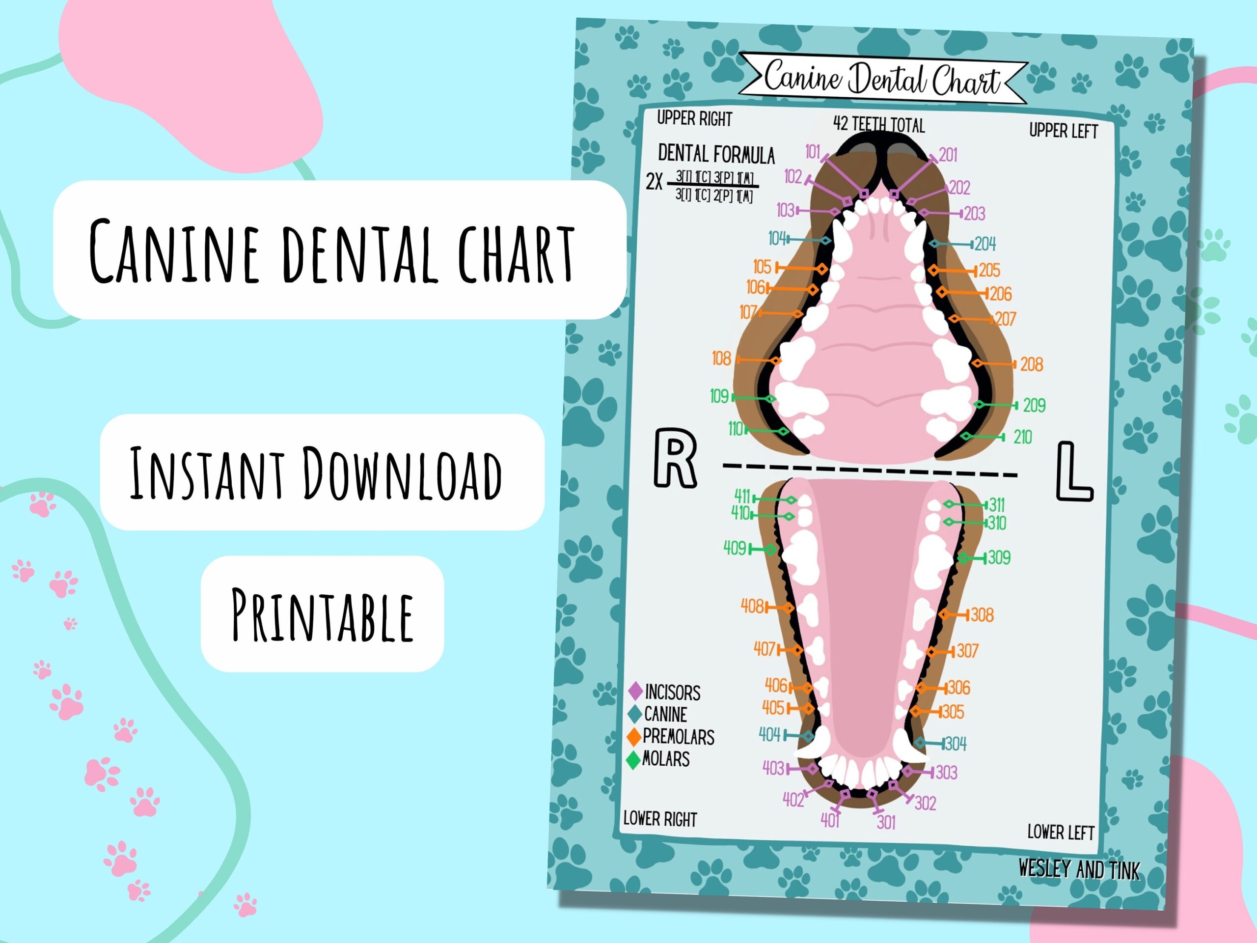 Canine Dental Chart DIGITAL DOWNLOAD Printable Poster Reference Card Study Vet Veterinary Etsy UK Canine Dental Chart DIGITAL DOWNLOAD Printable Poster Reference Card Study Vet Veterinary Etsy UK