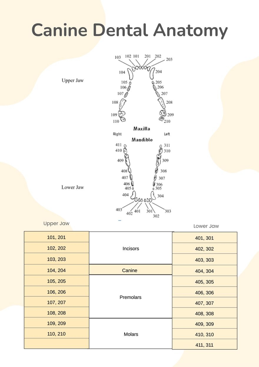 Canine Dental Chart In Illustrator PDF Download Template Canine Dental Chart In Illustrator PDF Download Template