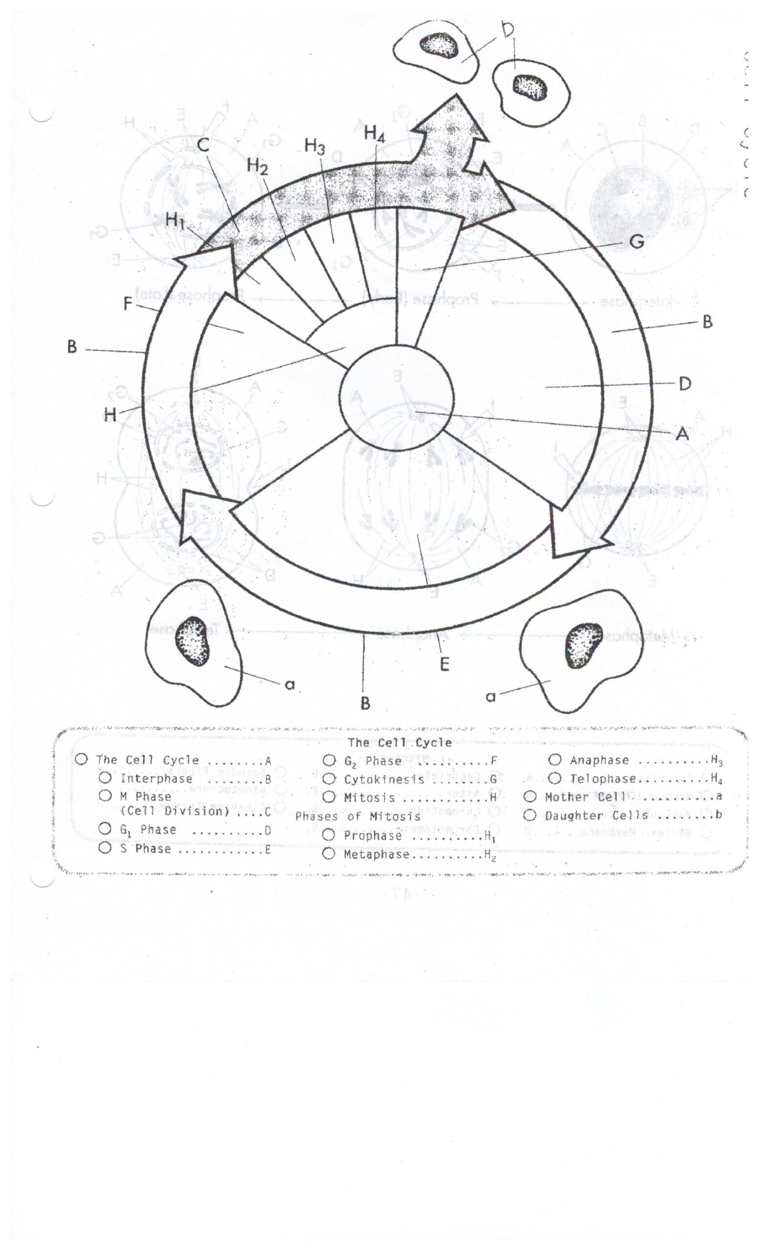 Cell Cycle Coloring Worksheet Cell Cycle Cells Worksheet Color Worksheets Library Cell Cycle Coloring Worksheet Cell Cycle Cells Worksheet Color Worksheets Library