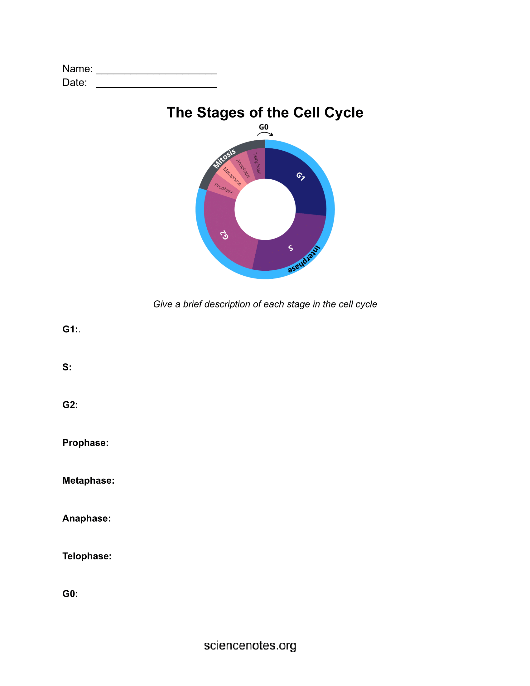 Cell Cycle Phases And Checkpoints Cell Cycle Phases And Checkpoints