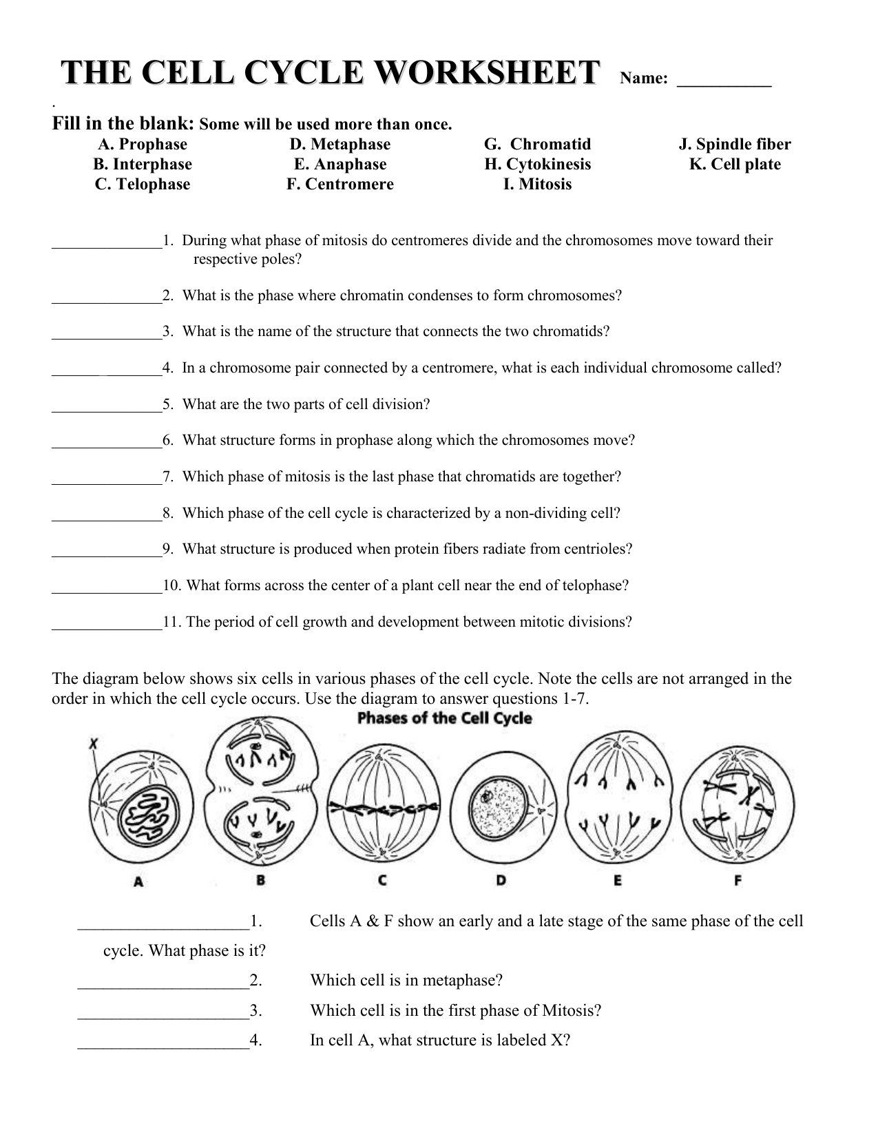 Cell Cycle Worksheet Mitosis Cell Division Cell Cycle Worksheet Mitosis Cell Division