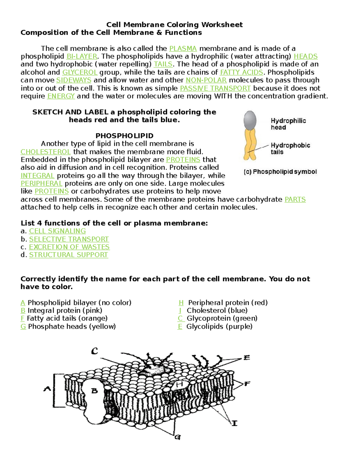 Cell Membrane Coloring Worksheet Cell Membrane Coloring Worksheet Composition Of The Cell Membrane Studocu Cell Membrane Coloring Worksheet Cell Membrane Coloring Worksheet Composition Of The Cell Membrane Studocu