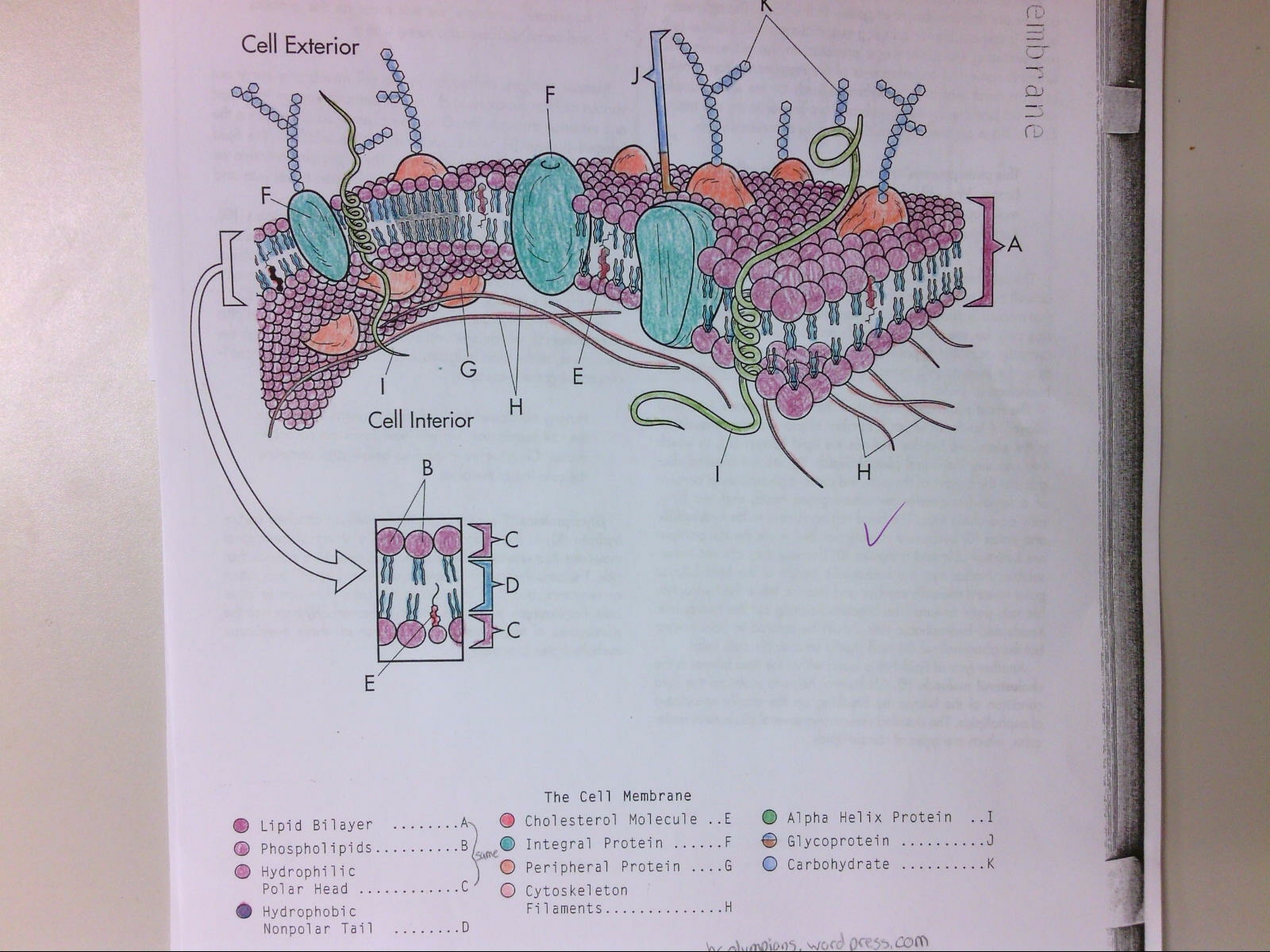 cell membrane coloring worksheet cell membrane coloring worksheet