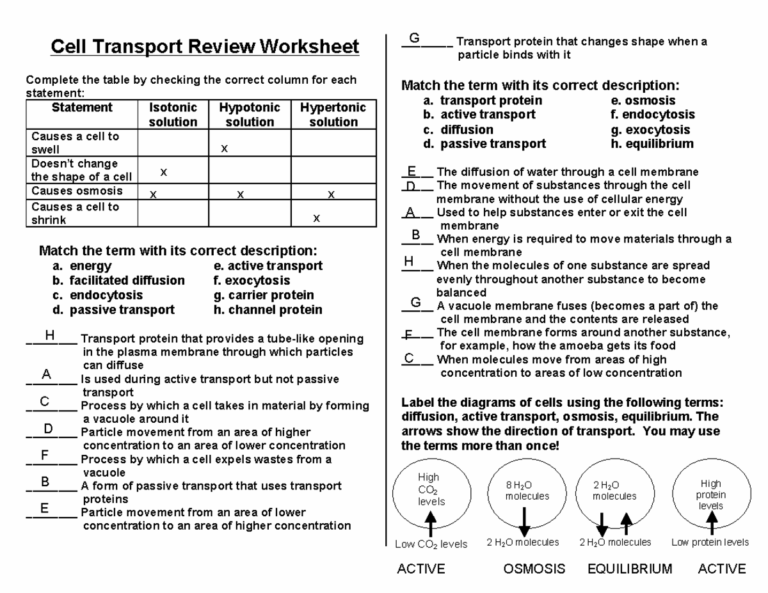 Cell Transport Review KEY Cell Transport Review Worksheet Complete The Table By Checking The Studocu