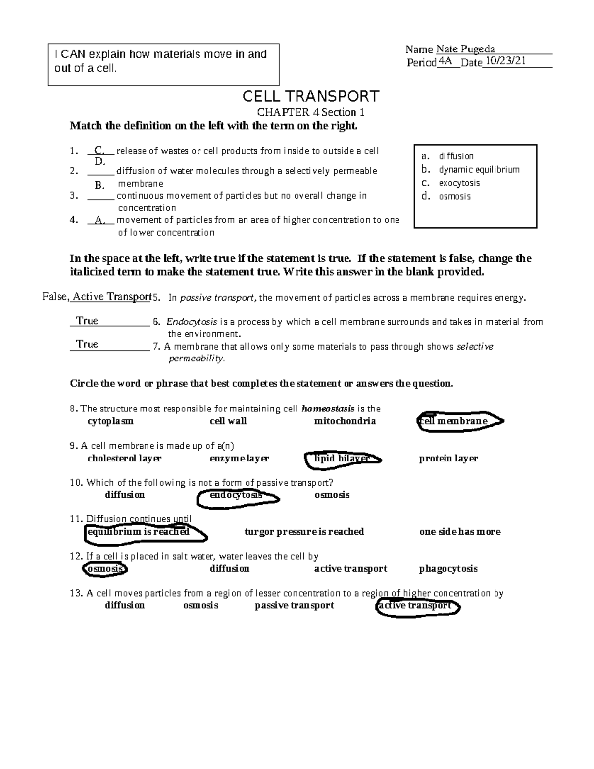 cell transport review worksheet