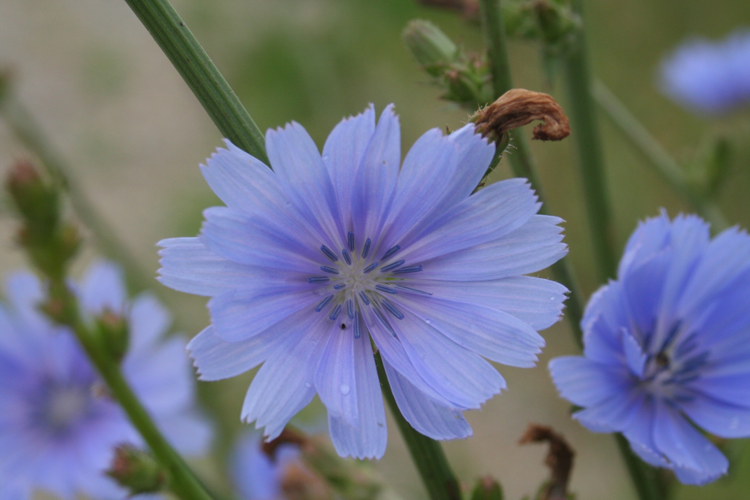 Chicory Cichorium Intybus Wisconsin Horticulture Chicory Cichorium Intybus Wisconsin Horticulture