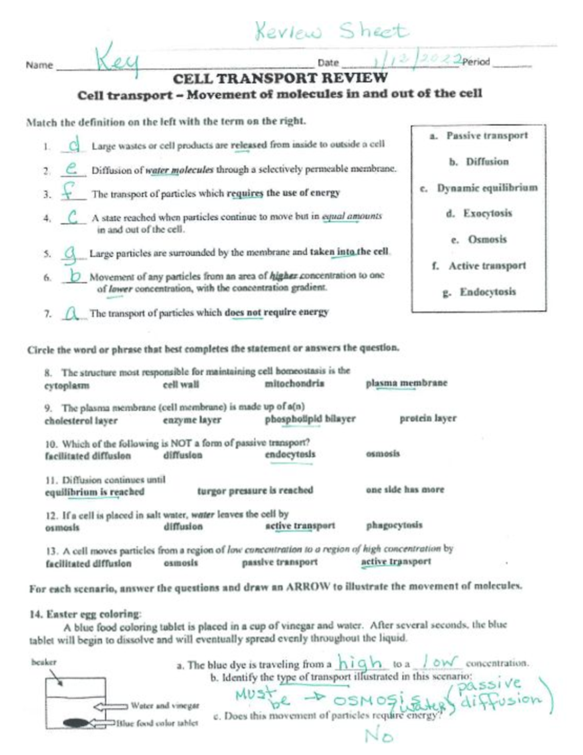 Copy Of 12 09 2022 Cell Transport Review Worksheet AK Keview S Heet Name KA L JA 2 Pened Ke Date Studocu