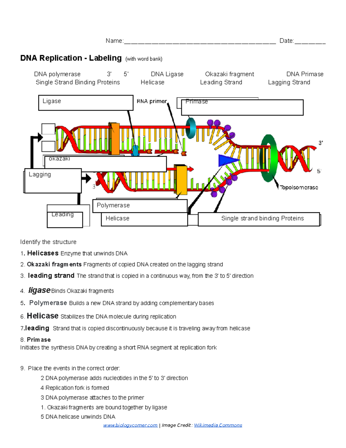 Copy Of DNA Replication Labeling 1 Name Studocu Copy Of DNA Replication Labeling 1 Name Studocu