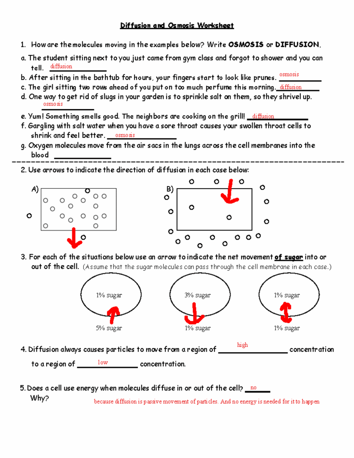 Diffusion And Osmosis Worksheet – Free Printable