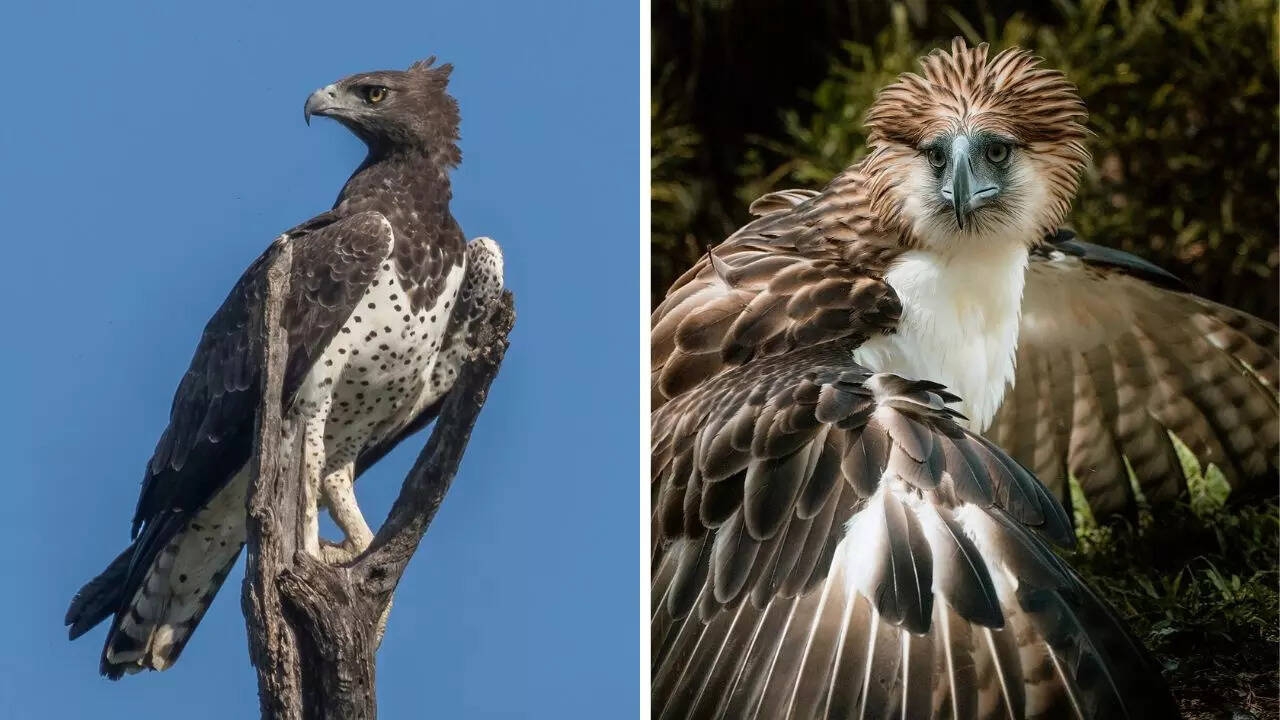 Discover The Largest Eagles In The World By Weight And Height Times Of India Discover The Largest Eagles In The World By Weight And Height Times Of India