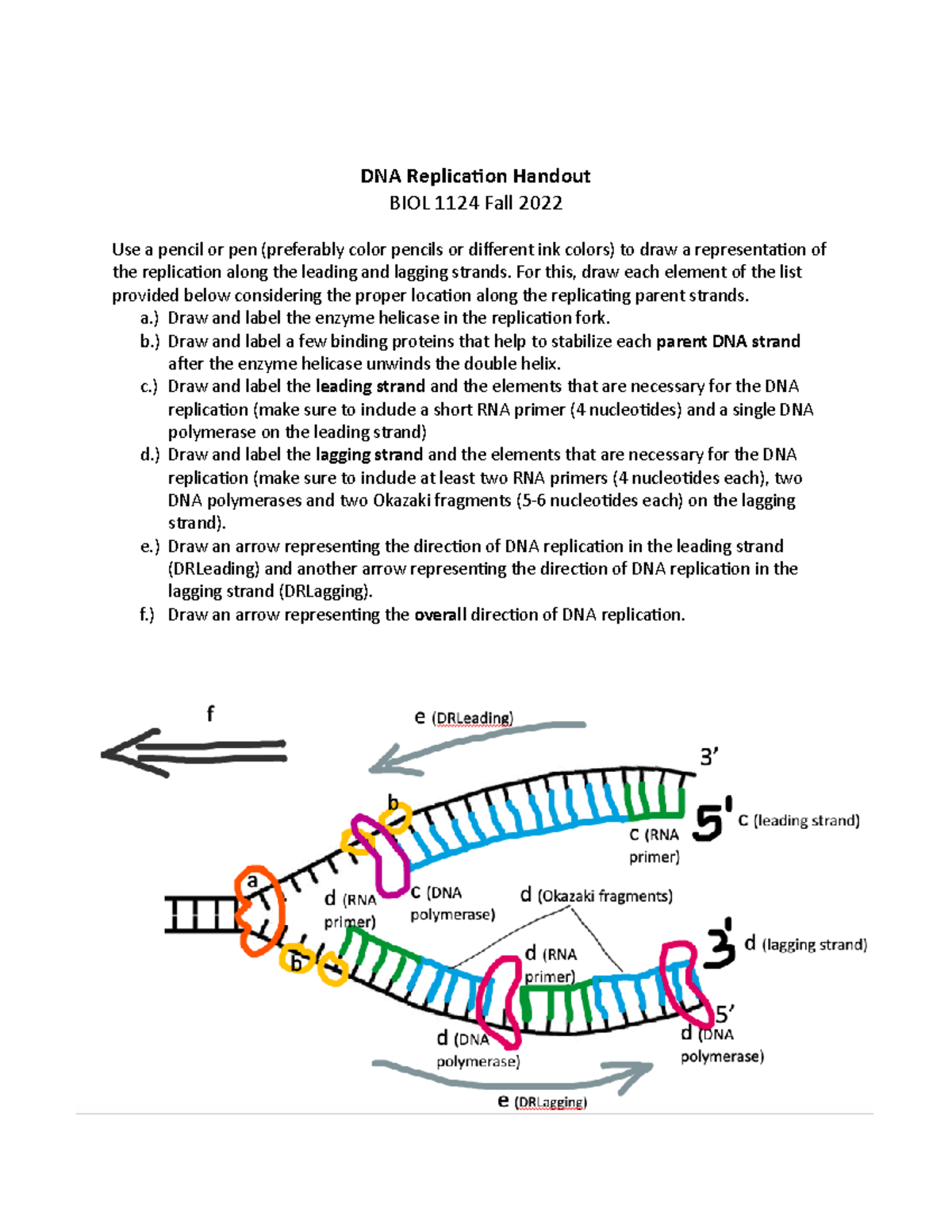 DNA Replication Handout KEY DNA Replication Handout BIOL 1124 Fall 2022 Use A Pencil Or Pen Studocu DNA Replication Handout KEY DNA Replication Handout BIOL 1124 Fall 2022 Use A Pencil Or Pen Studocu