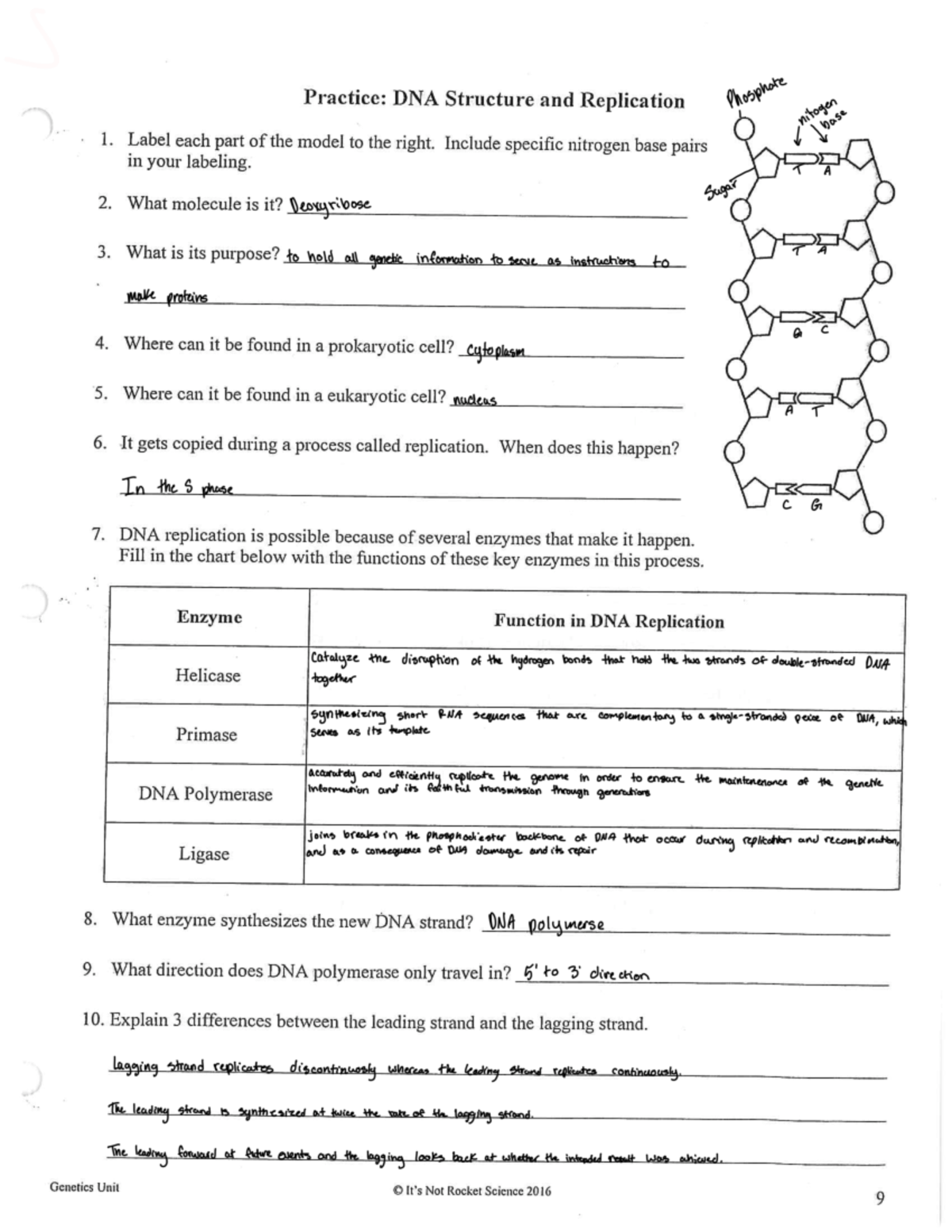 DNA Structure and Replication handout 2 1 Label Each Part Of The Model To The Right Include Studocu DNA Structure and Replication handout 2 1 Label Each Part Of The Model To The Right Include Studocu