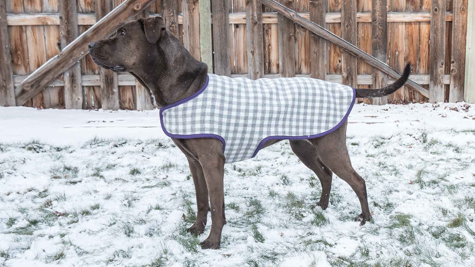 Dog Coat Professor Pincushion Dog Coat Professor Pincushion