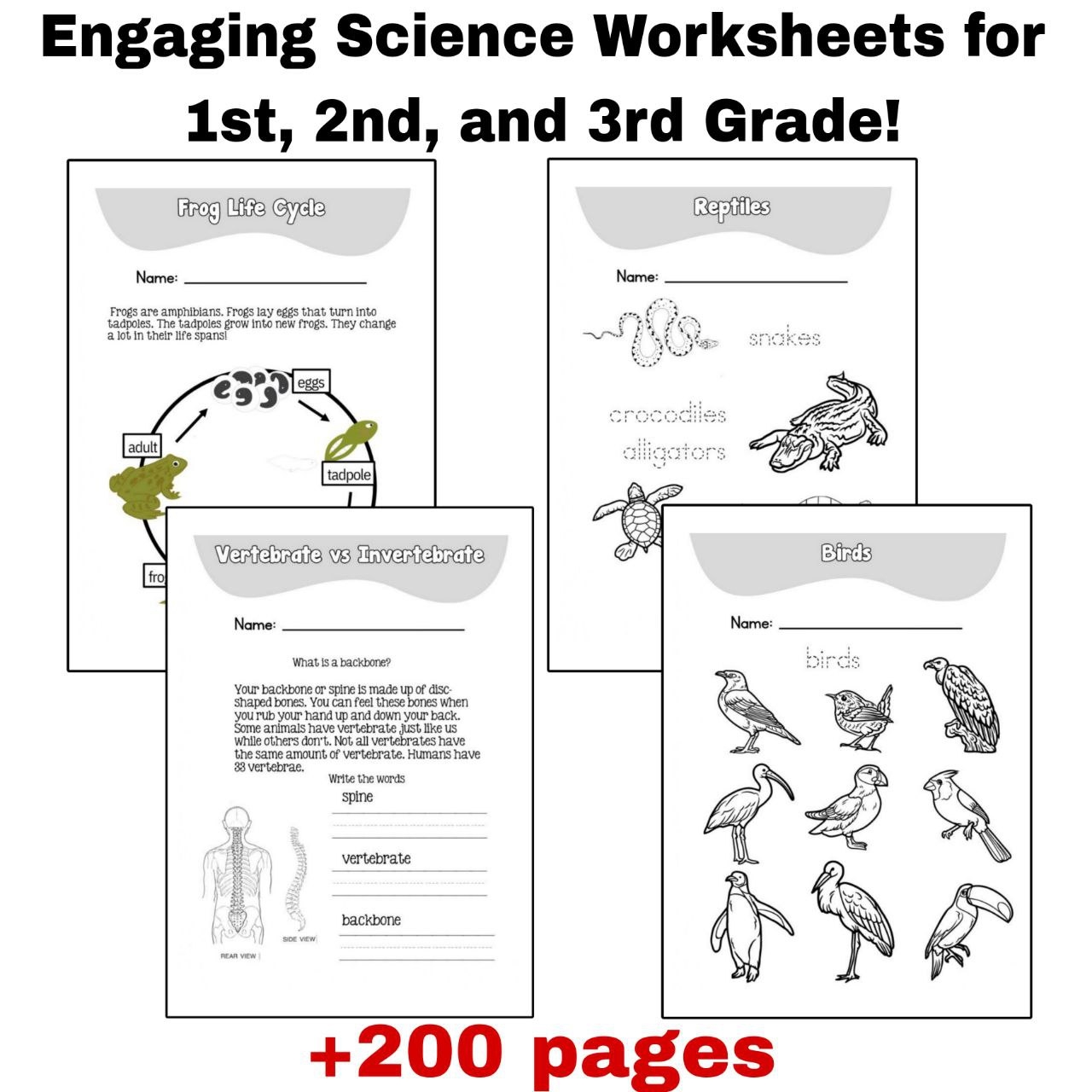 1st grade science worksheets 1st grade science worksheets