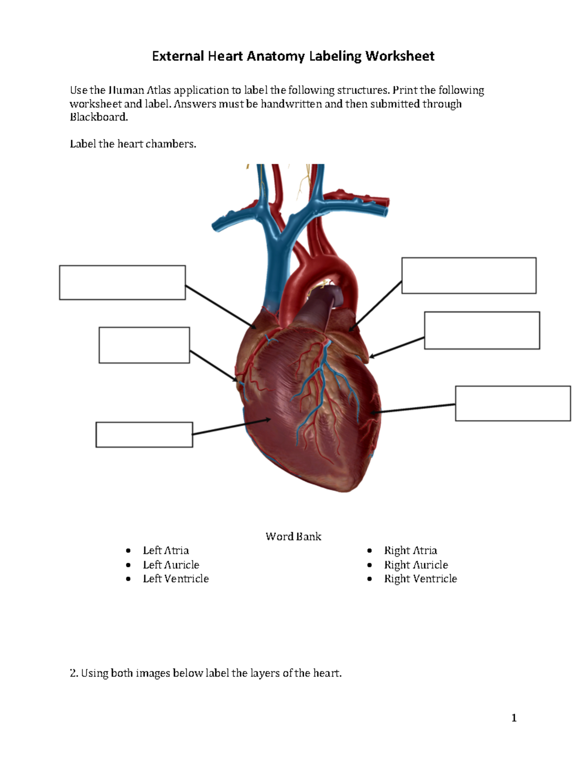 External Internal Anatomy Labeling Worksheet External Heart Anatomy Labeling Worksheet Use The Studocu External Internal Anatomy Labeling Worksheet External Heart Anatomy Labeling Worksheet Use The Studocu