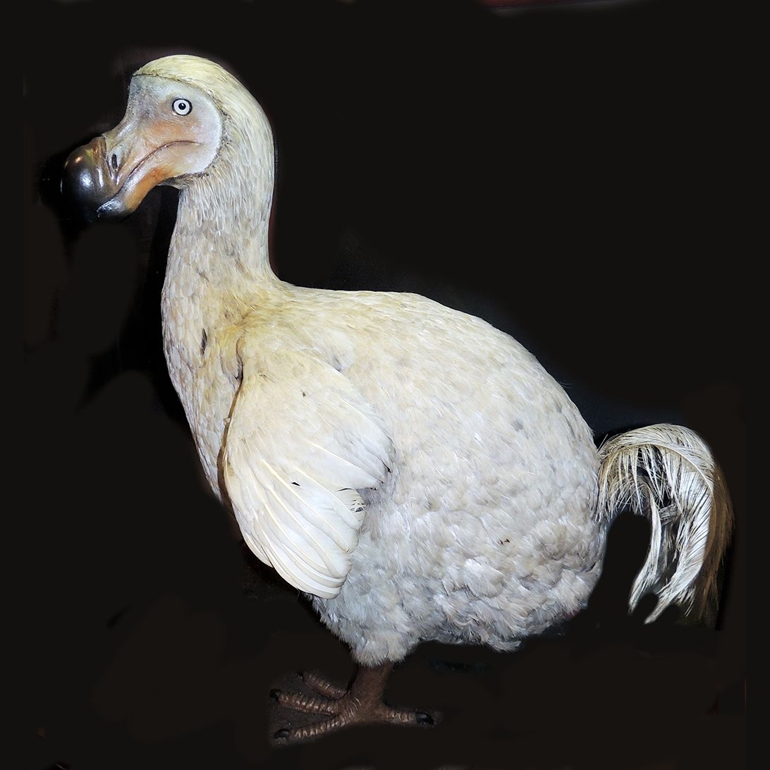 Facts About The Dodo Live Science