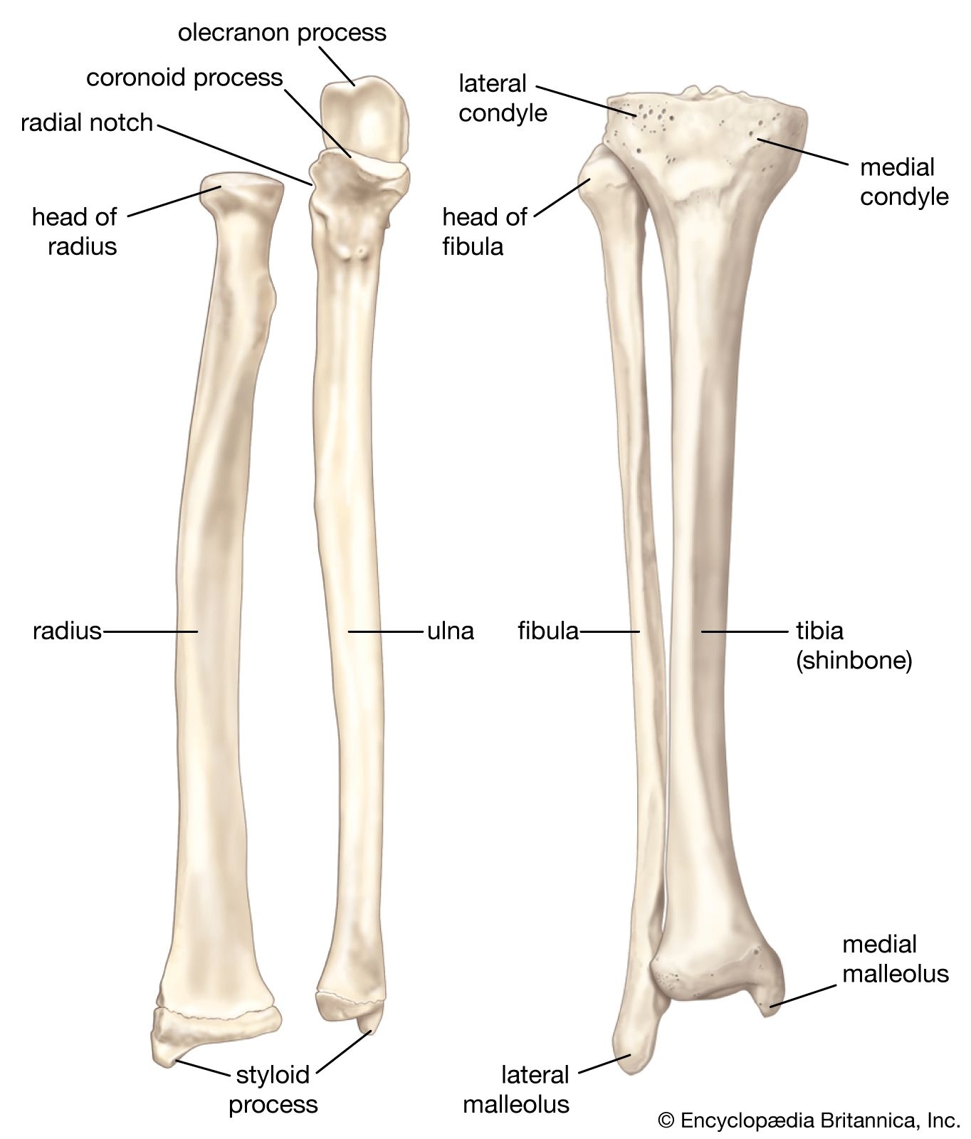 Fibula Definition Anatomy Function Facts Britannica
