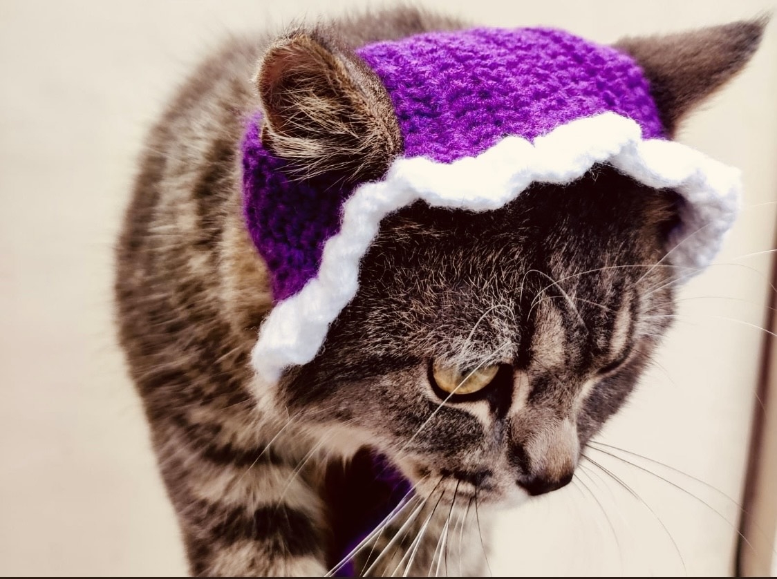 Free Crochet Pattern Cat Hat Crochet By Mery Free Crochet Pattern Cat Hat Crochet By Mery