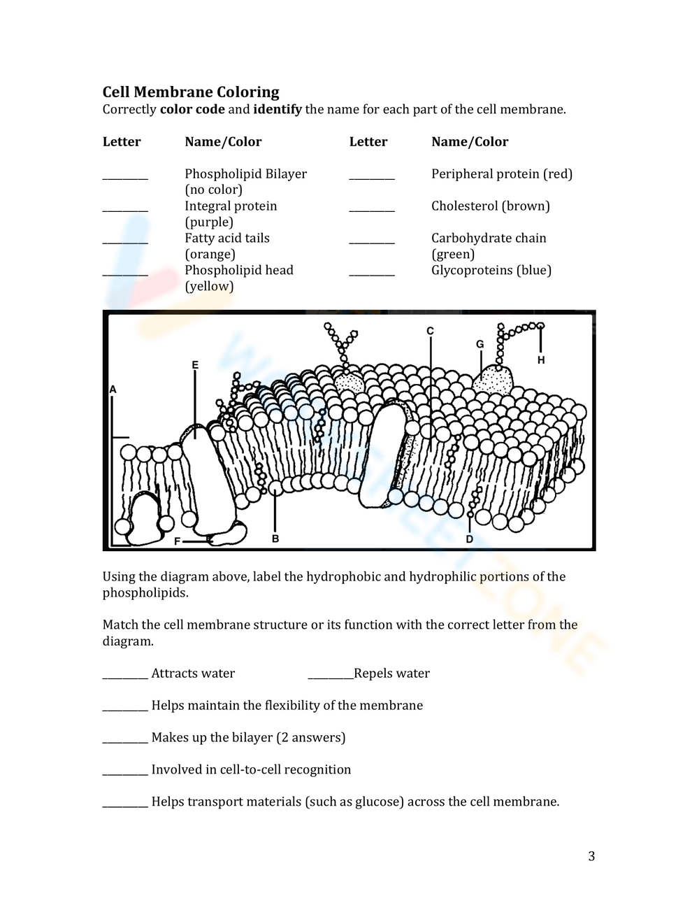 Free Printable Cell Membrane Coloring Worksheet Collection Worksheets Library Free Printable Cell Membrane Coloring Worksheet Collection Worksheets Library