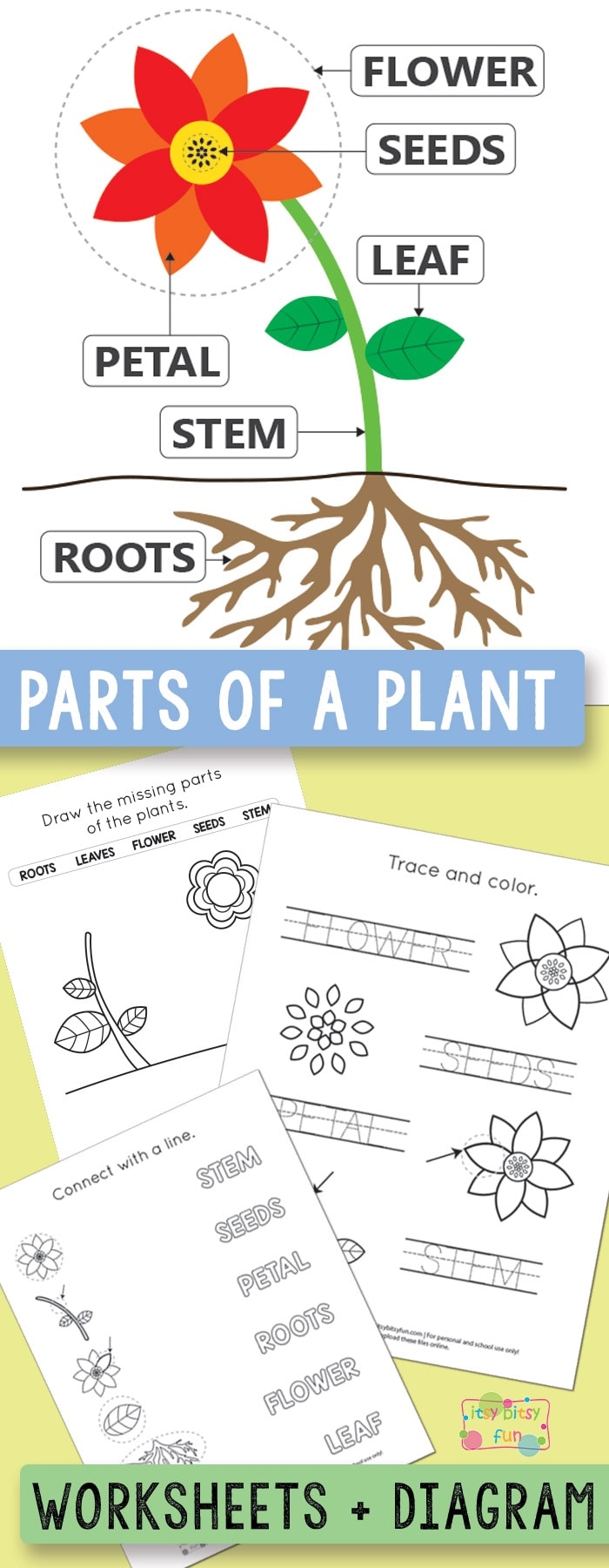 Free Printable Parts Of A Plant Worksheets Itsy Bitsy Fun Free Printable Parts Of A Plant Worksheets Itsy Bitsy Fun
