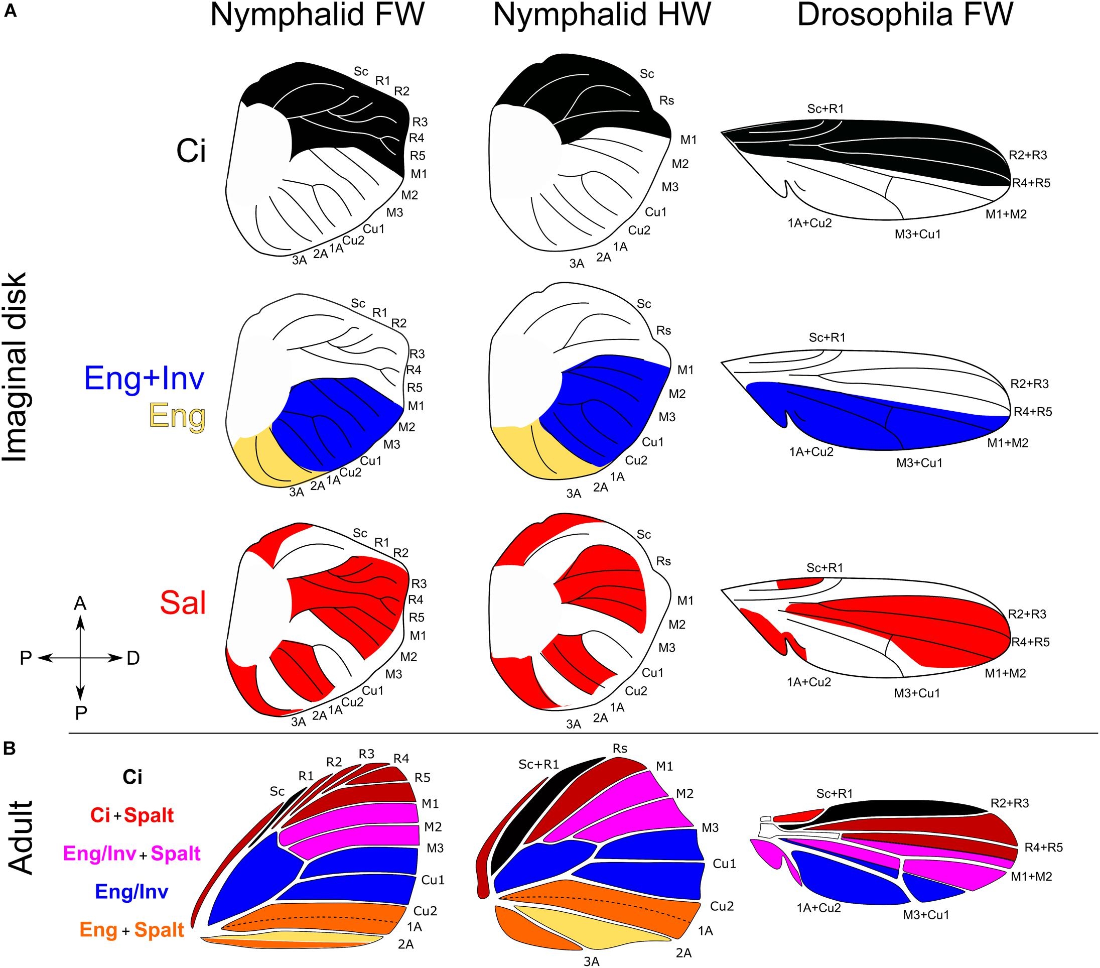 Frontiers Anterior Posterior Patterning In Lepidopteran Wings Frontiers Anterior Posterior Patterning In Lepidopteran Wings
