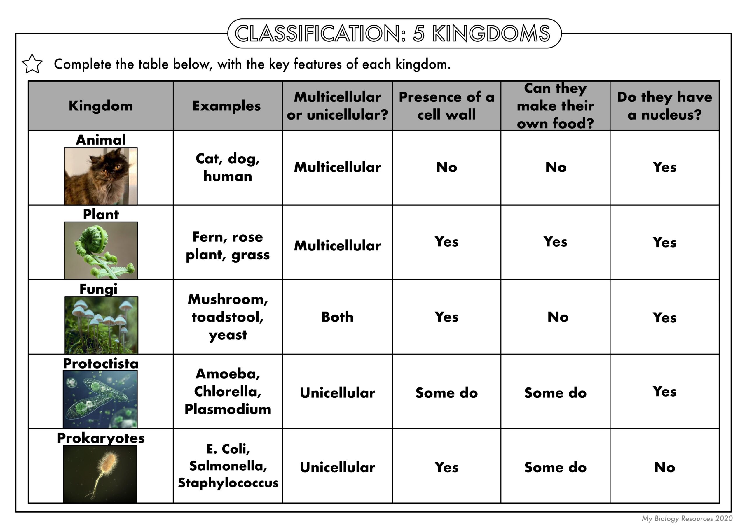 classification and kingdoms worksheet classification and kingdoms worksheet