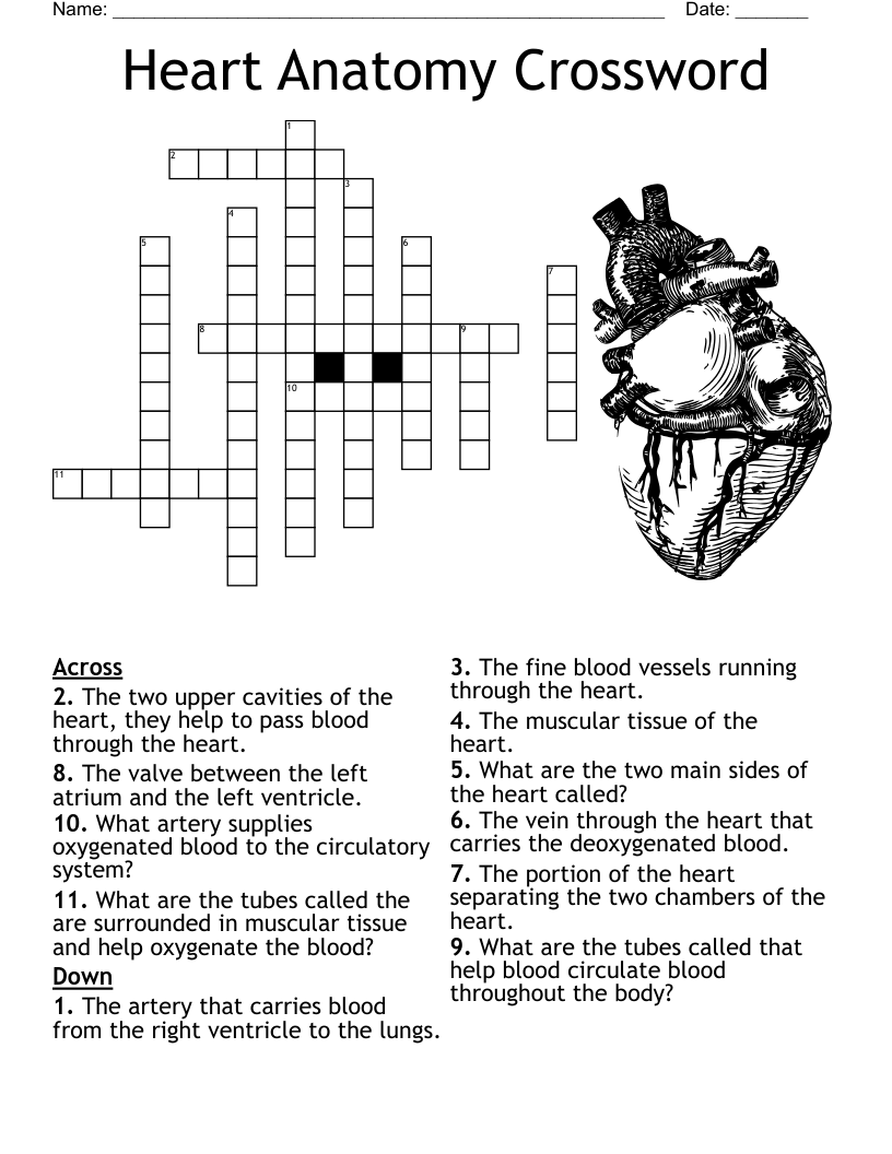 Heart Anatomy Crossword WordMint Heart Anatomy Crossword WordMint
