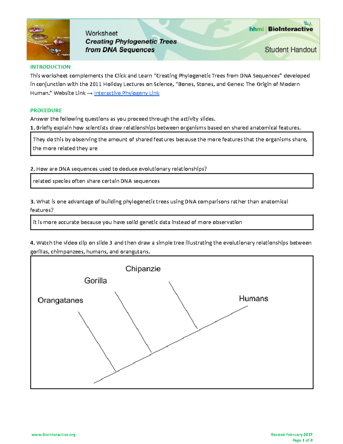 HHMI Phylogeny Student Worksheet Building DNA Trees And Comparison Analysis Studocu HHMI Phylogeny Student Worksheet Building DNA Trees And Comparison Analysis Studocu